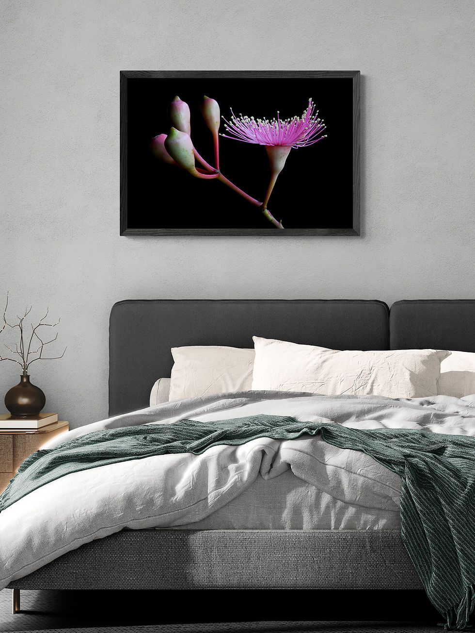 Thumbnail: Corymbia Blossom and Buds print - Australian botanical photography - Dark nature still life by Nadia Culph