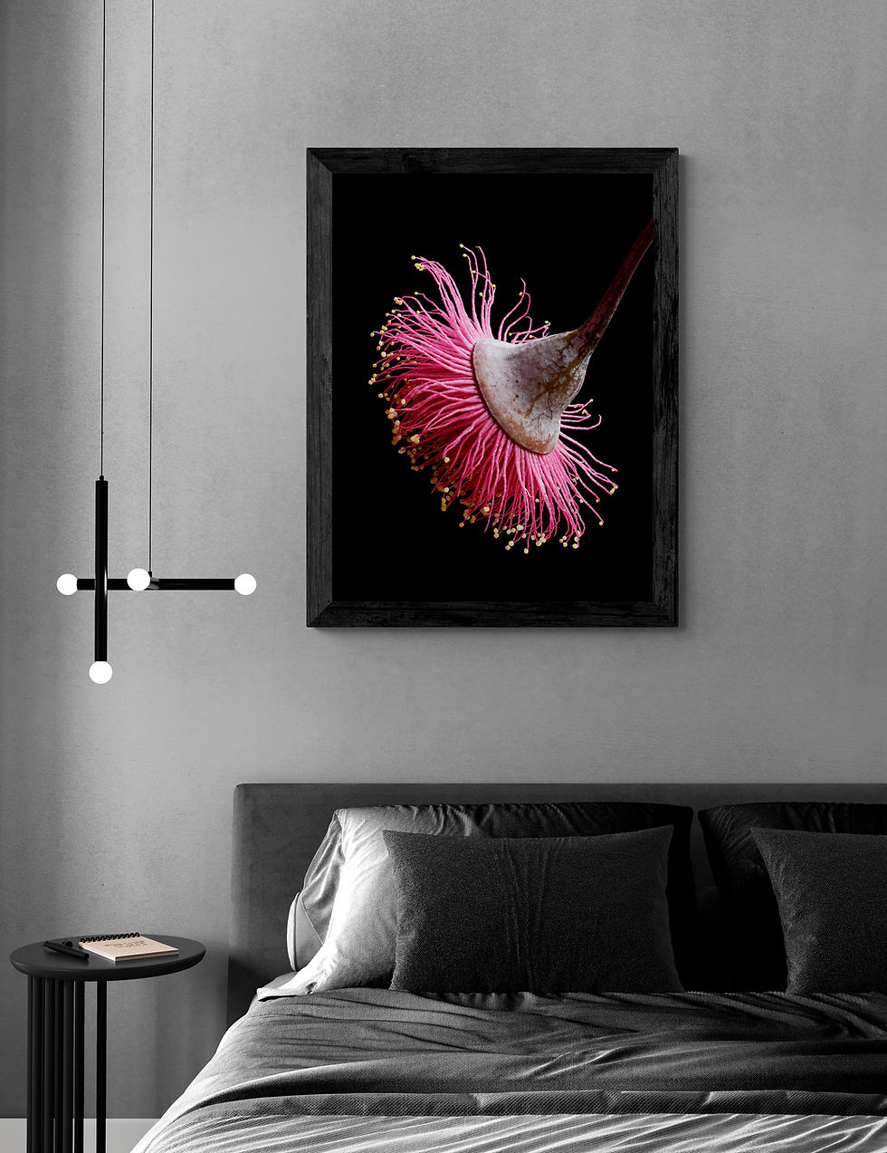 Thumbnail: Princess Blossom - Australian flower print - Pink and black botanical wall art - Photography by Nadia Culph