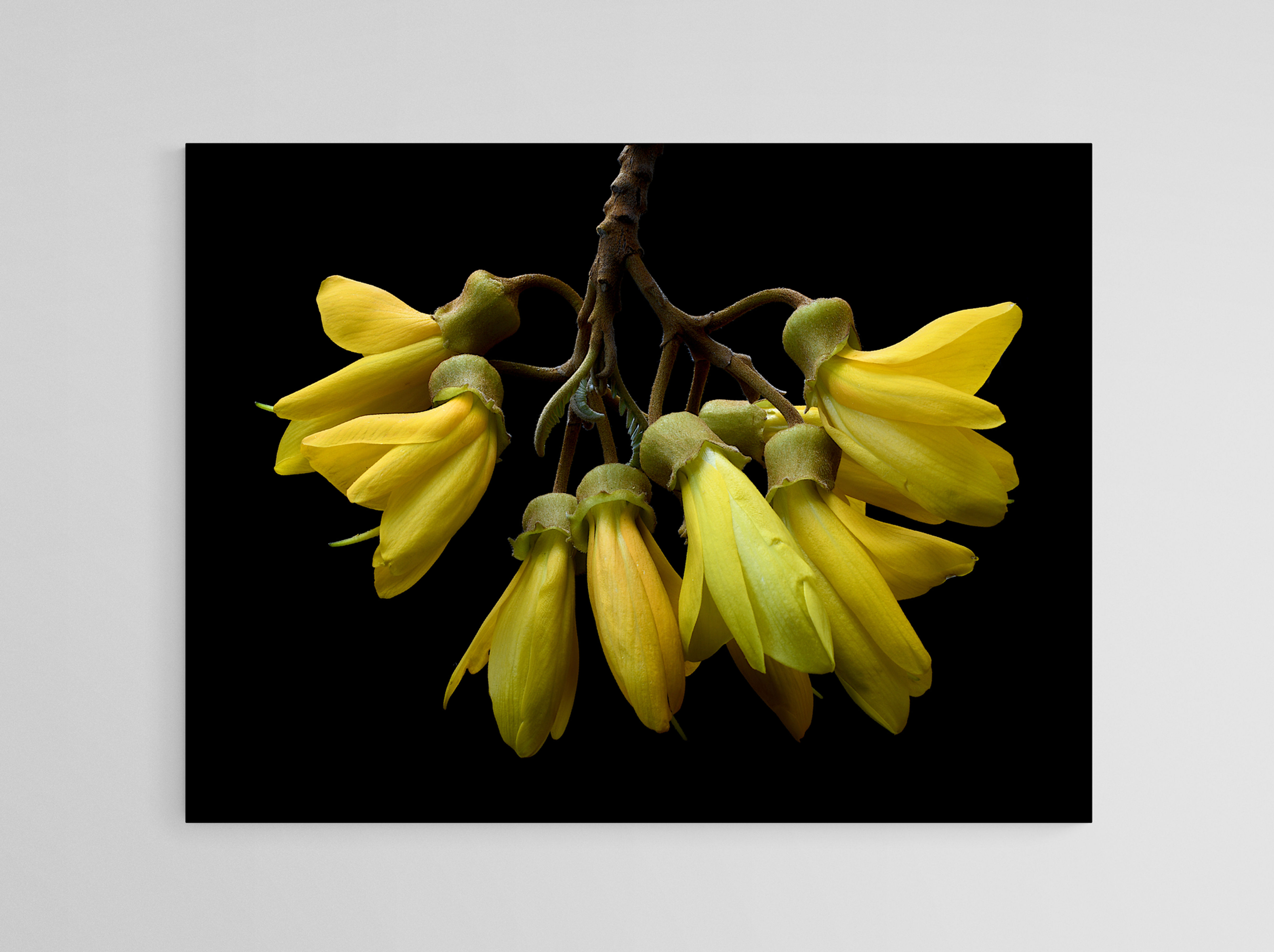 Kowhai Flowers print - Yellow New Zealand flower artwork - Floral wall art - Botanical photography print by Nadia Culph