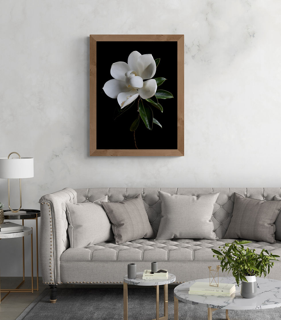 Thumbnail: White Magnolia - floral wall art - flower photography print - still life photo by Nadia Culph