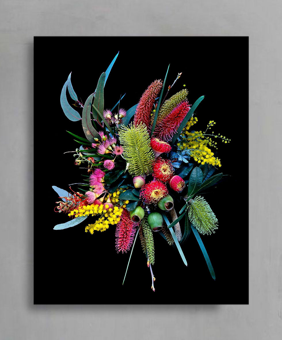 Colour in the Darkness ~ Australian Floral Wall Art ~ Flower Photography Print by Nadia Culph therandomimage.com