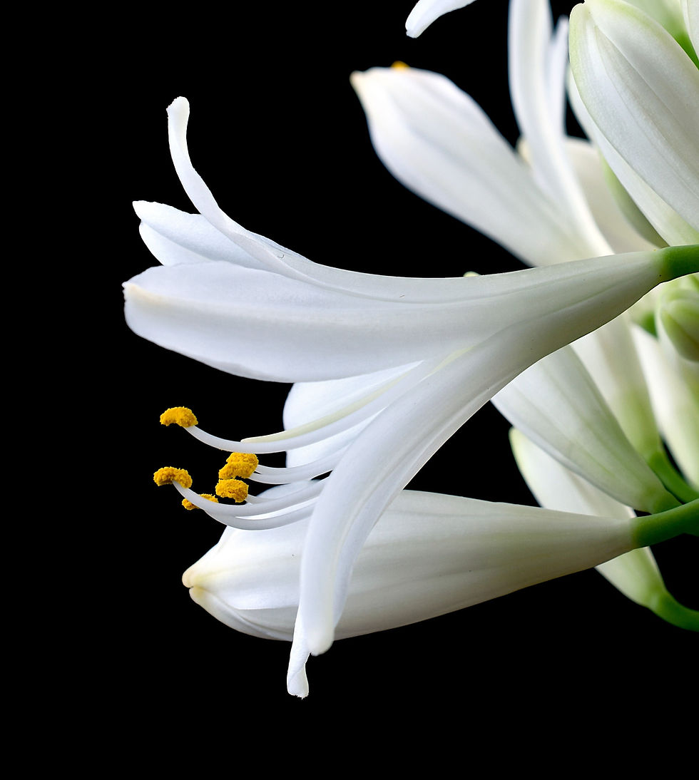 Thumbnail: White Agapanthus Flowers print - Floral wall art - Macro nature photography artwork by Nadia Culph