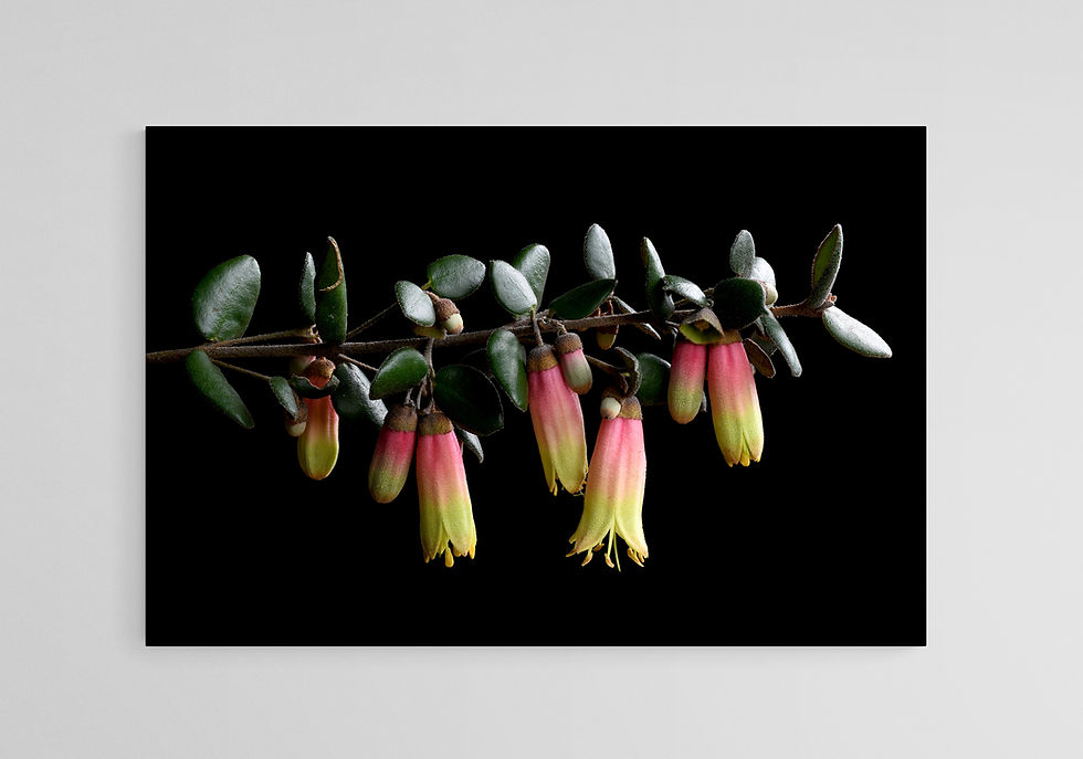 Correa print - Colourful Australian nature artwork - Botanical still life - Photography by Nadia Culph