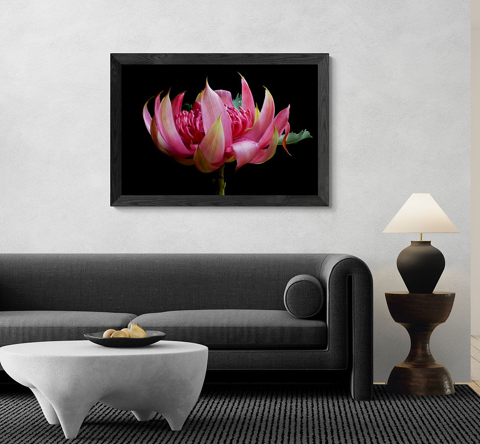Thumbnail: Pink Waratah Flower print - Australian botanical wall art - Photography by Nadia Culph