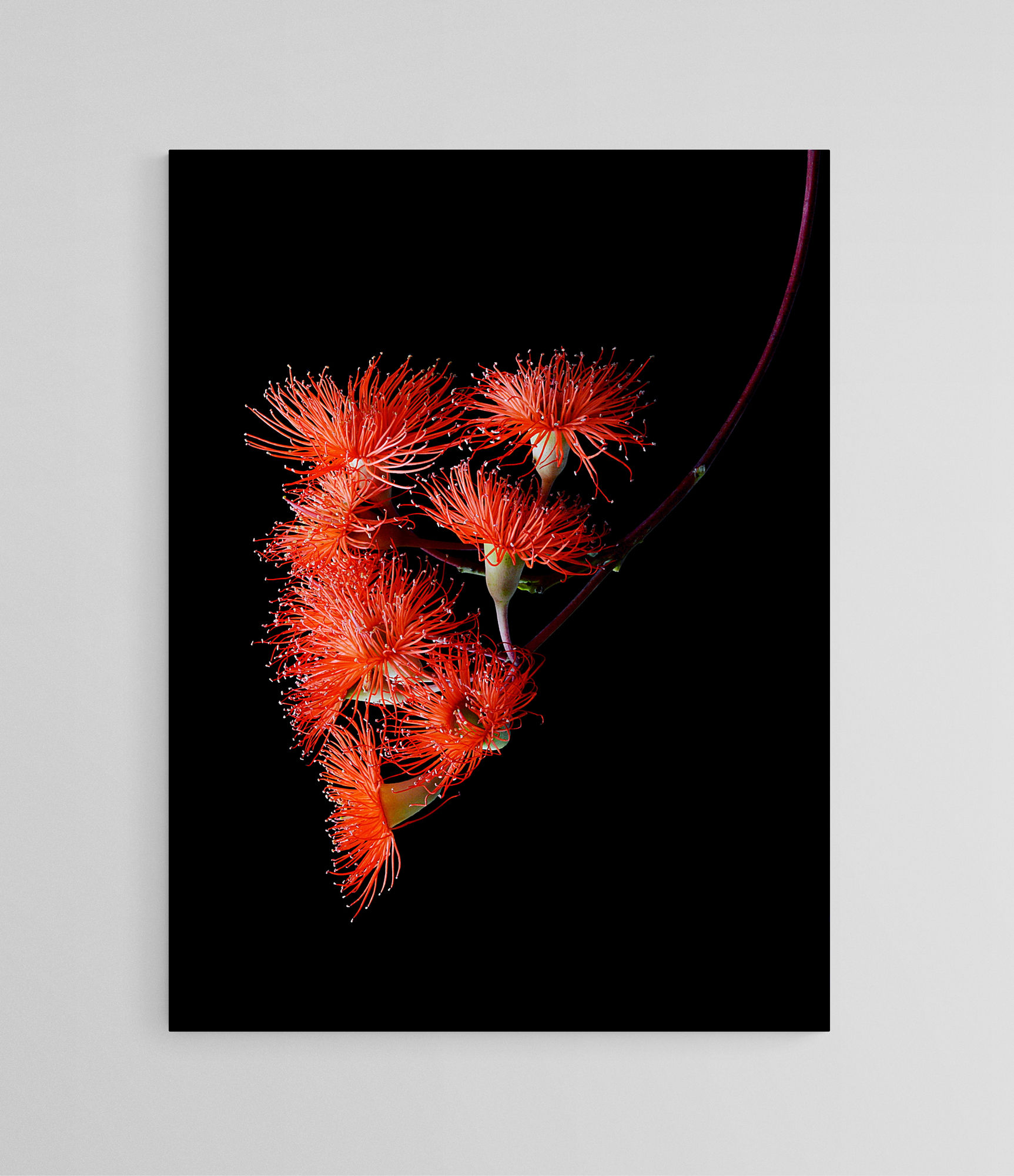Orange Gum Blossoms photography print - Australian botanical wall art (Digital Download)