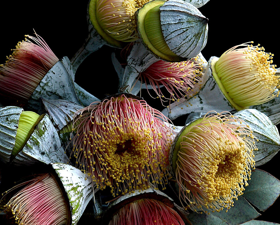 Thumbnail: Nullarbor Rose Blossoms print - Eucalyptus flowers wall art - fine art photography by Nadia Culph