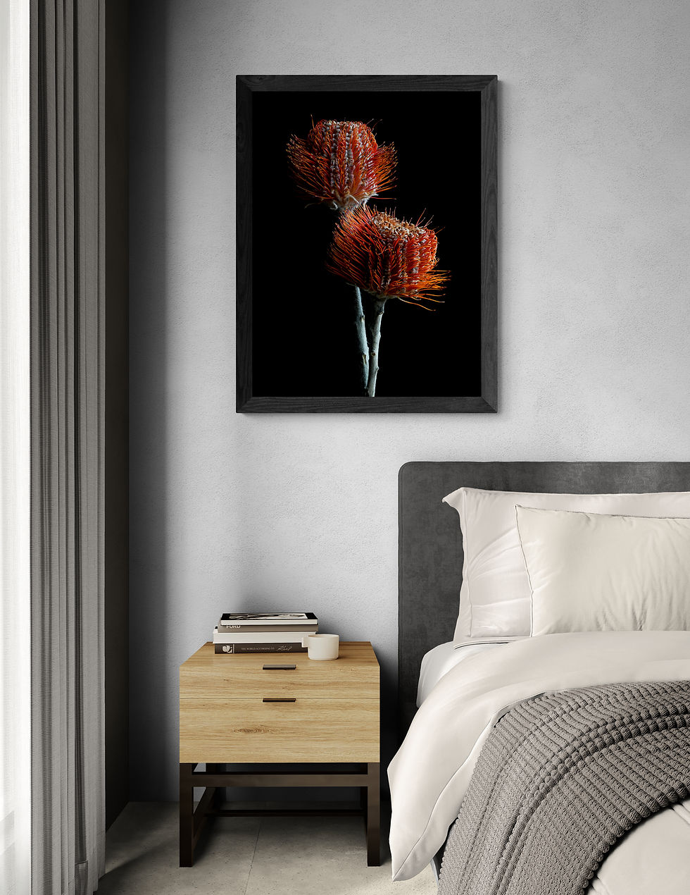 Thumbnail: Red Banksias - Australian botanical wall art - Banksia Coccinea artwork - Photography by Nadia Culph