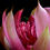 Thumbnail: Pink Waratah Flower print - Australian botanical wall art - Photography by Nadia Culph