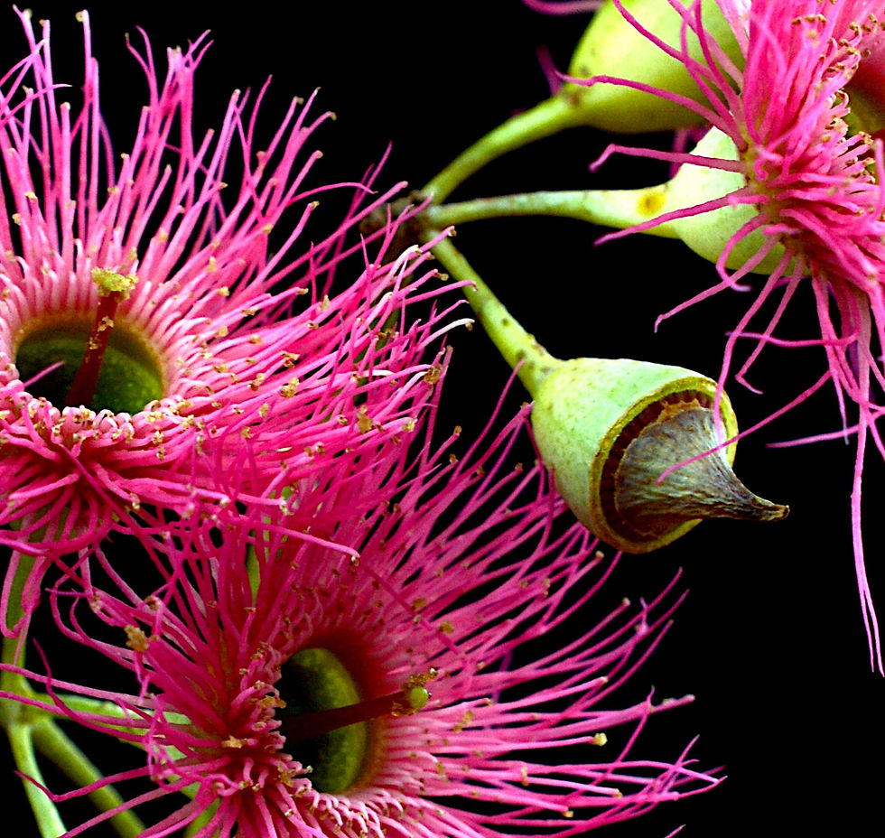 Thumbnail: Pink Eucalyptus Flowers - Macro floral artwork - Australian botanical wall art - photography print by Nadia Culph