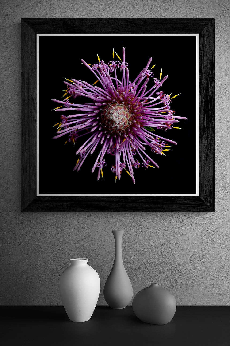 Thumbnail: Purple Isopogon Flower Print - Australian native floral photography artwork
