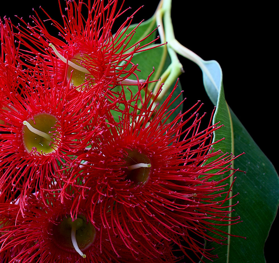 Thumbnail: Red Corymbia Blossoms - Australian botanical print - Nature wall art - Still life photography by Nadia Culph