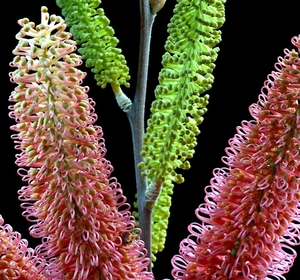 Thumbnail: Hakea Flowers ~ Colourful Australian Floral Wall Art Print ~ Photography by Nadia Culph therandomimage.com
