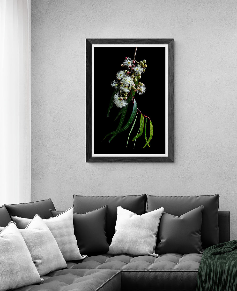 Thumbnail: White Gum Blossoms - Australian botanical wall art - nature photography - still life artwork - print by Nadia Culph'