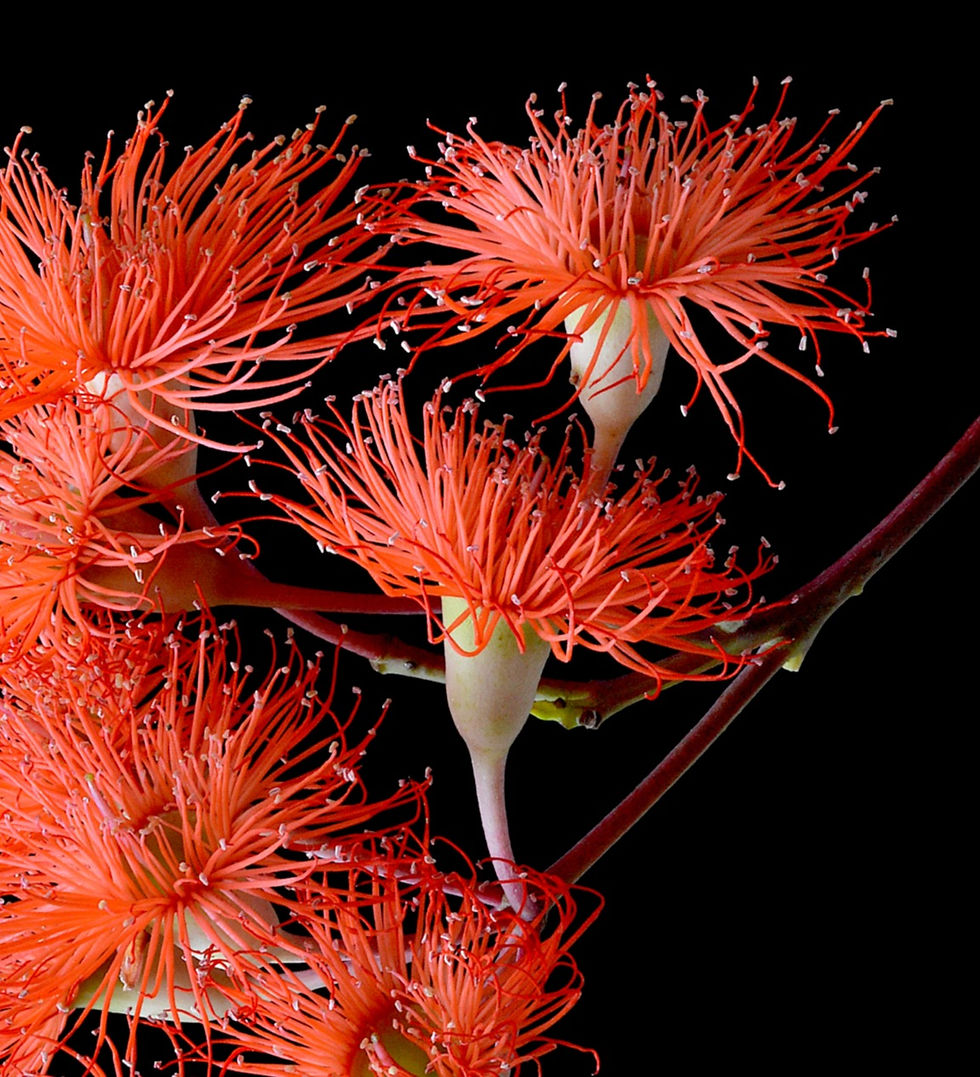 Thumbnail: Orange Flowering Gum - Australian floral wall art - photography print by Nadia Culph
