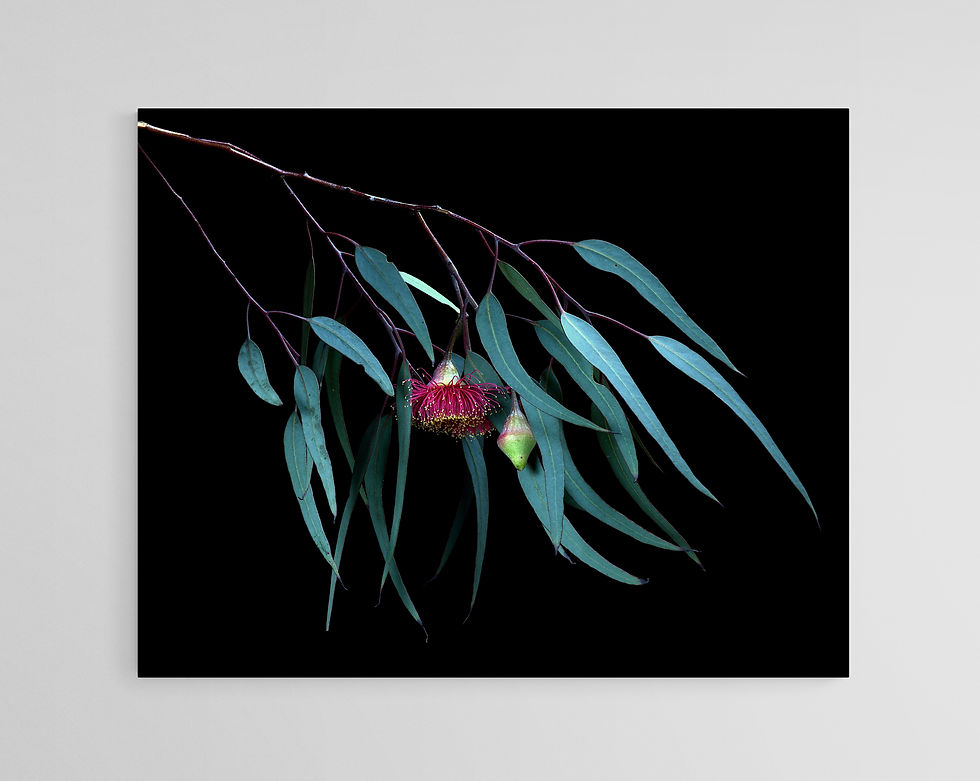 Windswept Eucalypt - Australian Botanical Wall Art - Fine Art Photography Print by Nadia Culph