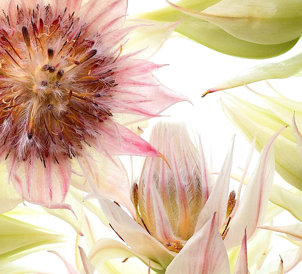 Thumbnail: Blushing Bride Flowers - Blush pink and white floral wall art - Flower photography print by Nadia Culph
