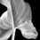 Thumbnail: Arum Lily Leaf Diptych ~ Black and White Botanical Art Prints - Photography by Nadia Culph