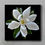 Thumbnail: Little Gem Magnolia ~ White Floral Print ~ Photography by Nadia Culph