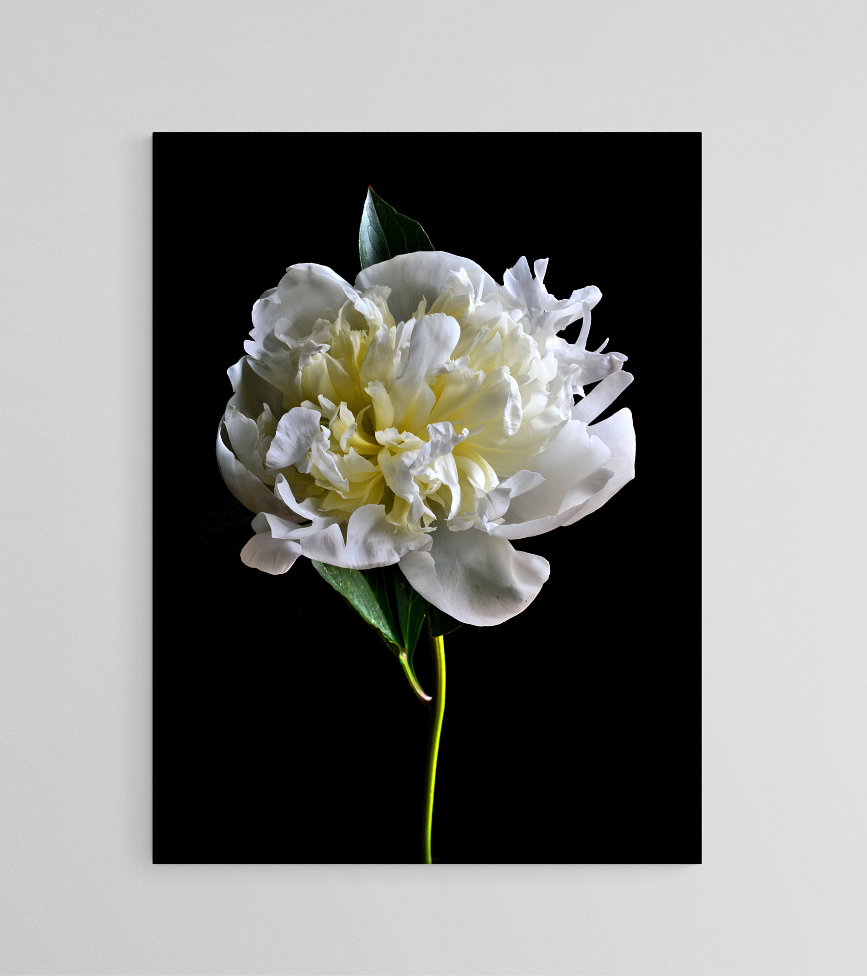 White Peony printable wall art - Downloadable flower print - Digital download by Nadia Culph