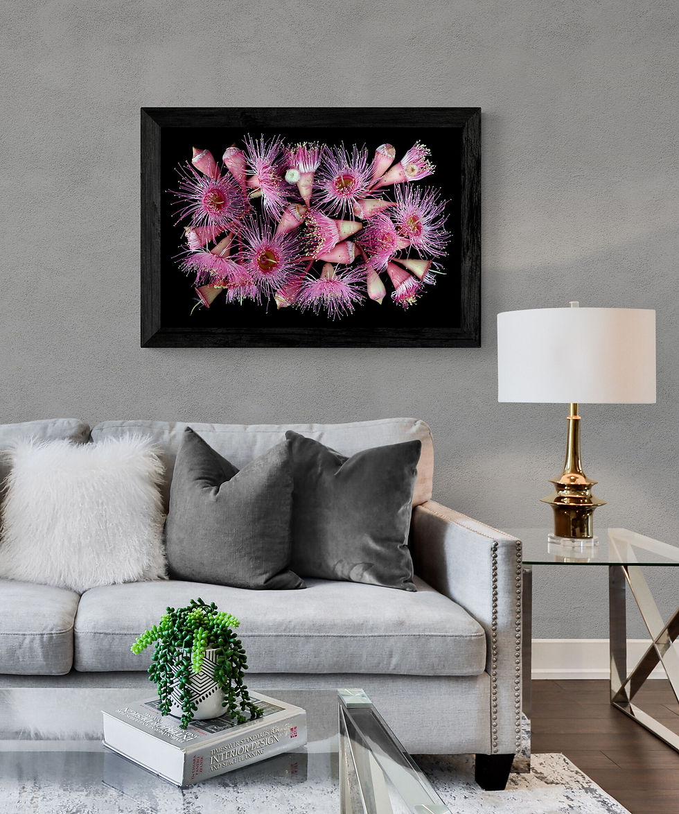Pink Corymbia Ficifolia Blossoms - Australian floral photography print - Macro Nature artwork by Nadia Culph