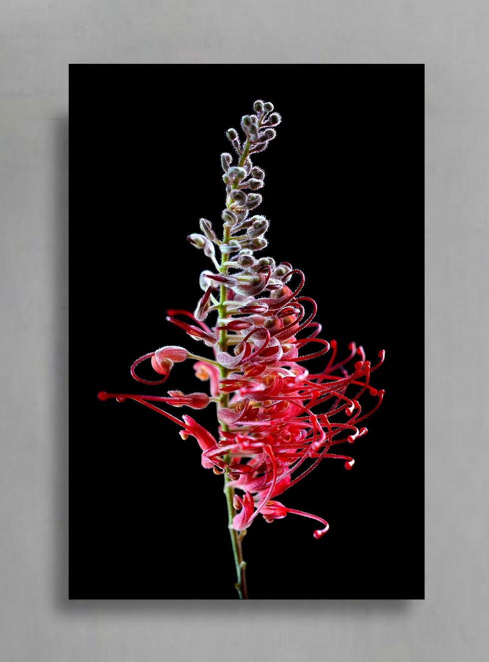 Red Grevillea Flower Artwork ~ Large Botanical Wall Art ~ Nature Photography by Nadia Culph