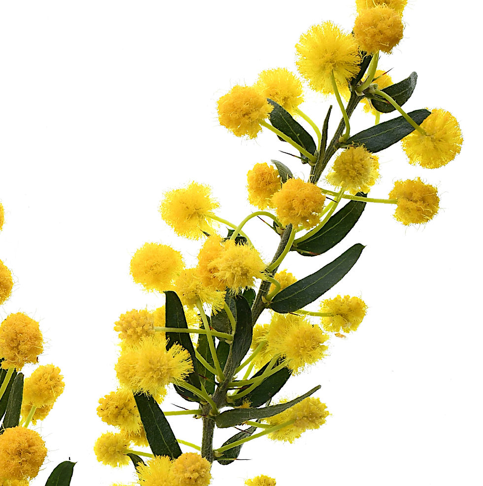 Thumbnail: Kangaroo Thorn - Australian Floral Wall Art - Yellow botanical photography print by Nadia Culph