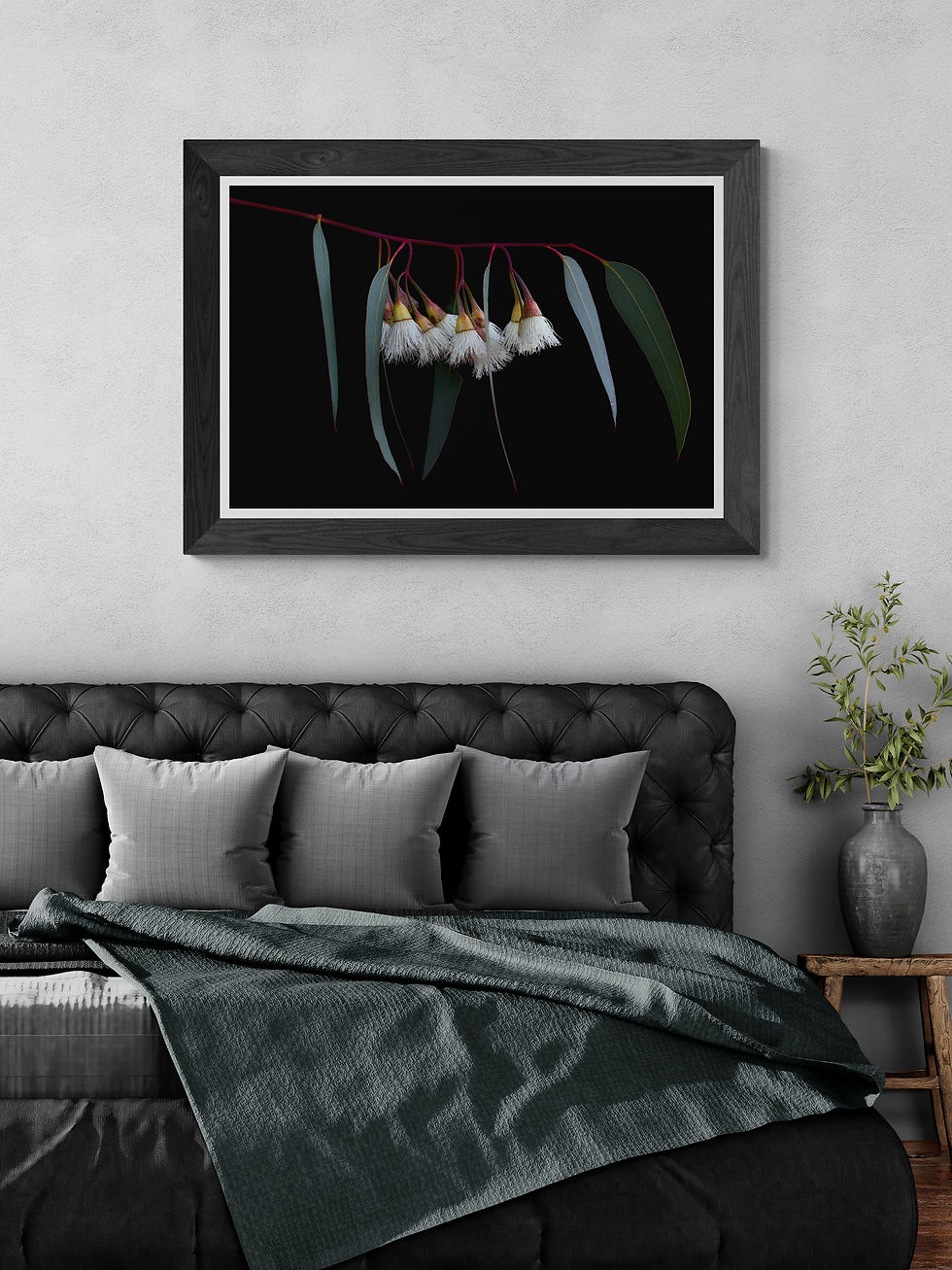Thumbnail: Yellow Gum Eucalyptus Stem - Australian botanical wall art - Nature artwork - Photography print by Nadia Culph