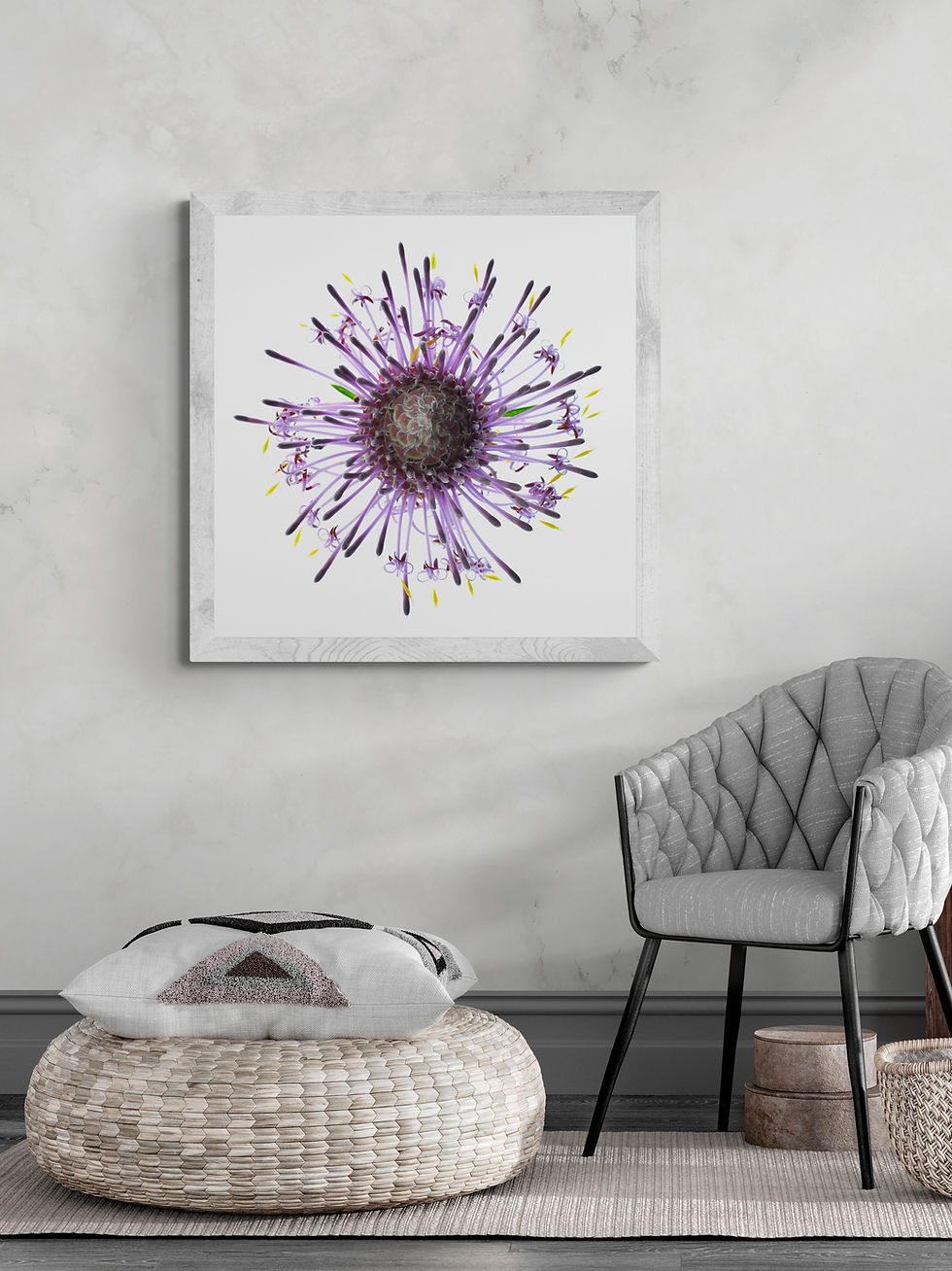 Isopogon Flower - Australian botanical photography print by Nadia Culph