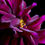 Thumbnail: Magenta Dahlia ~ Still Life Photography Artwork