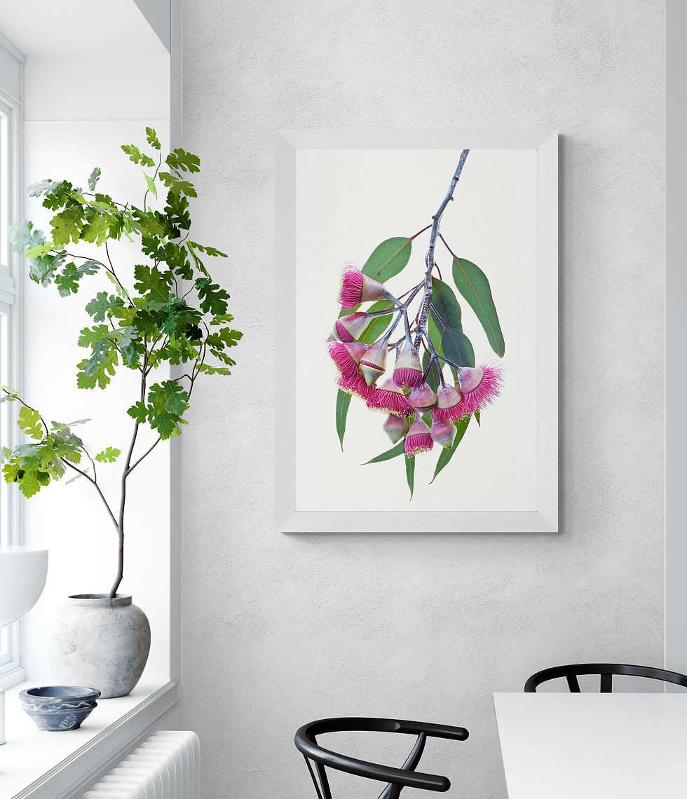 Gungurru Flowers - Pink Gum blossoms print - Australian botanical wall art - Nature photography by Nadia Culph