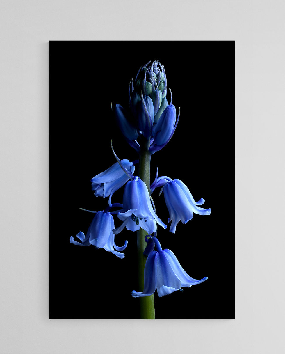 Bluebells print - Blue floral wall art - Dark botanical still life - Photography by Nadia Culph