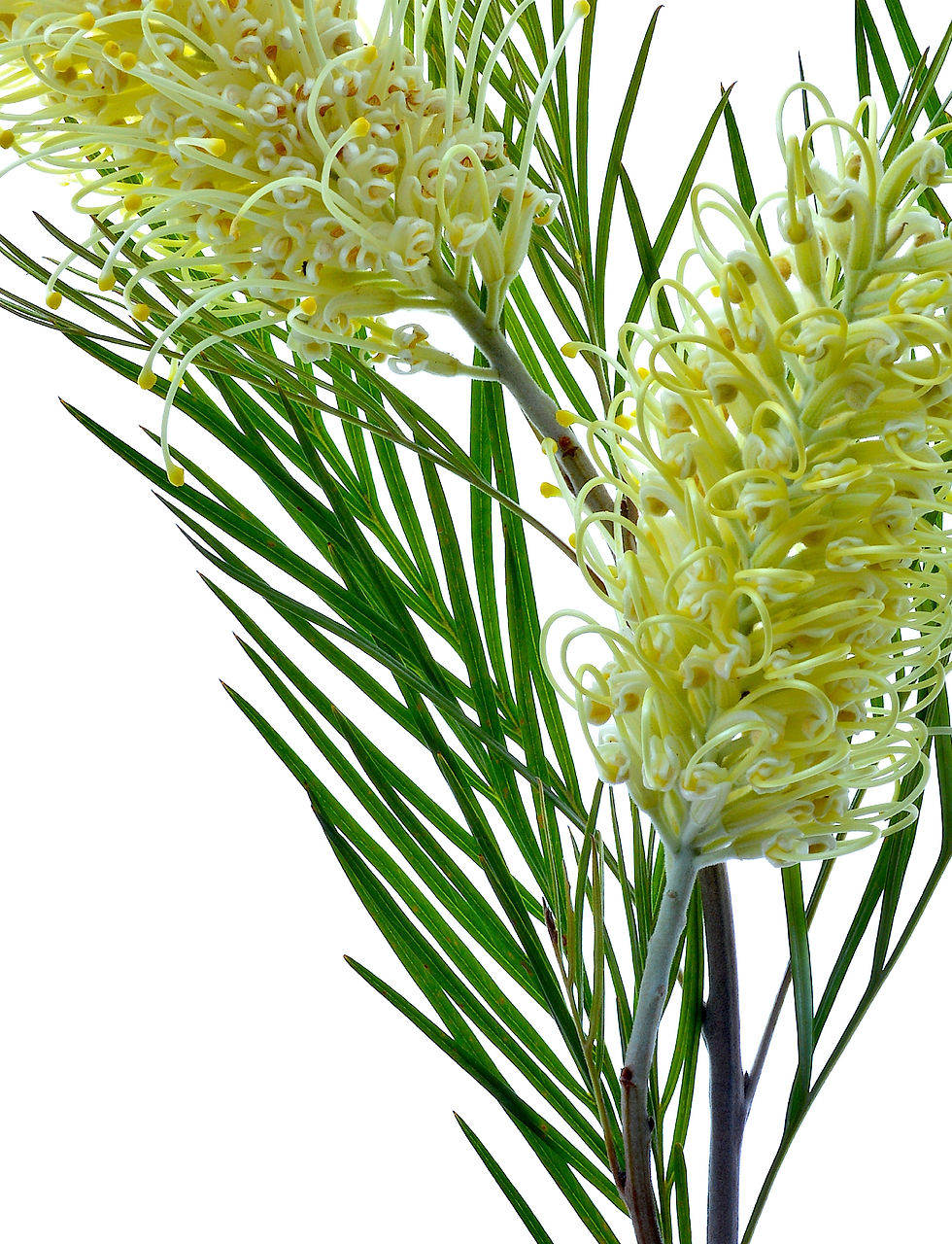 Thumbnail: Yellow Grevillea Stem ~ Australian Nature Photography Print - Botanical wall art by Nadia Culph