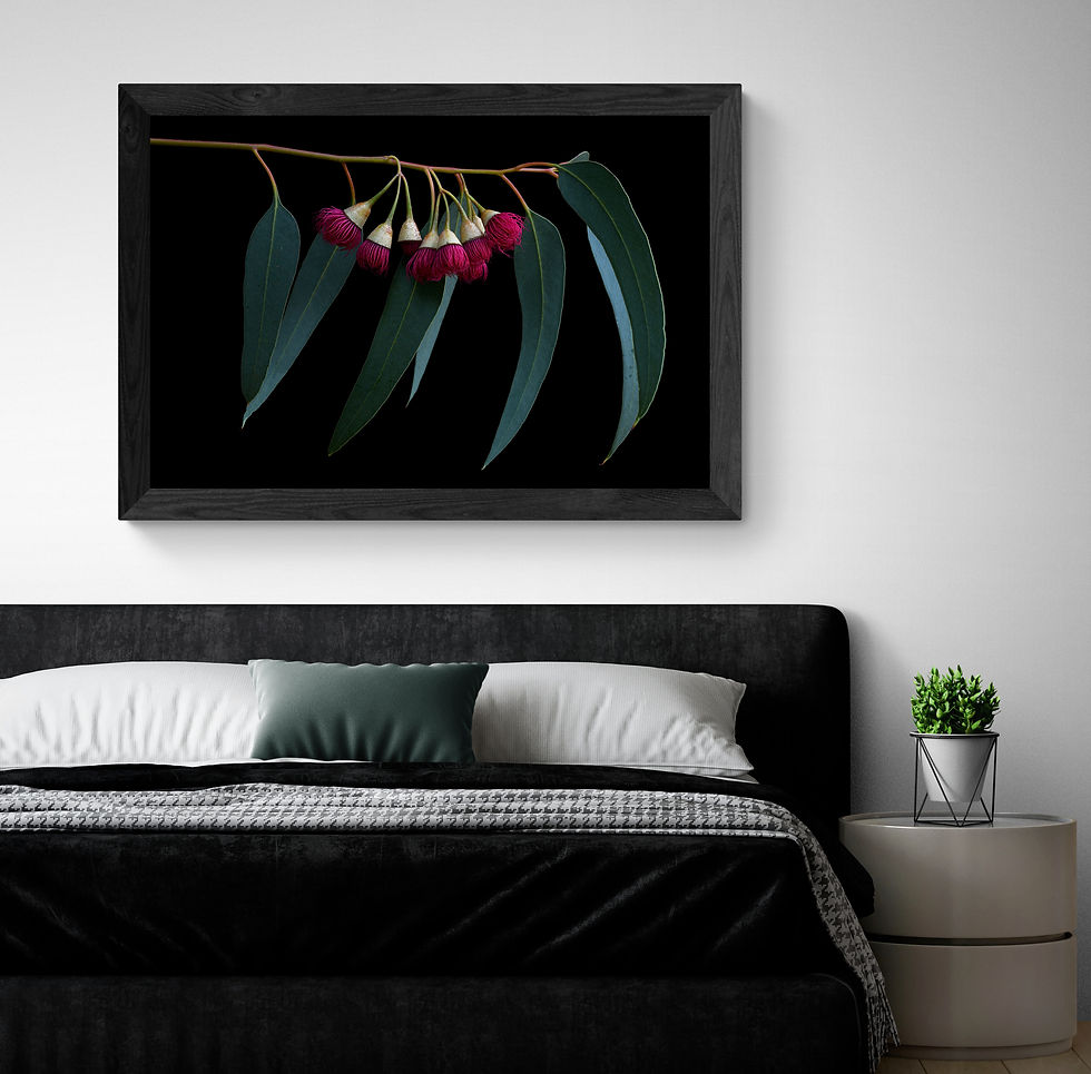 Thumbnail: Pink Ironbark Eucalyptus - Australian botanical wall art - Floral artwork - Photography print by Nadia Culph