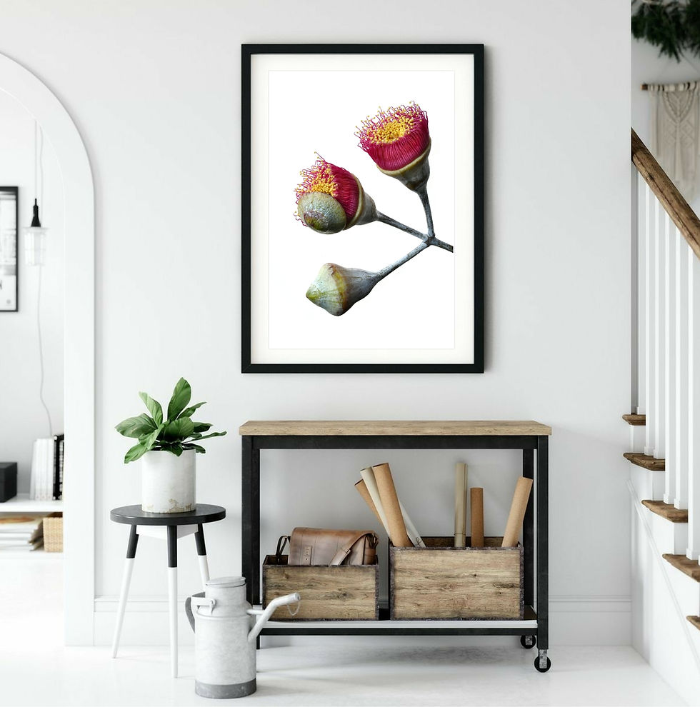 Thumbnail: Eucalyptus Blossoms On White ~ Australian Botanical Art
