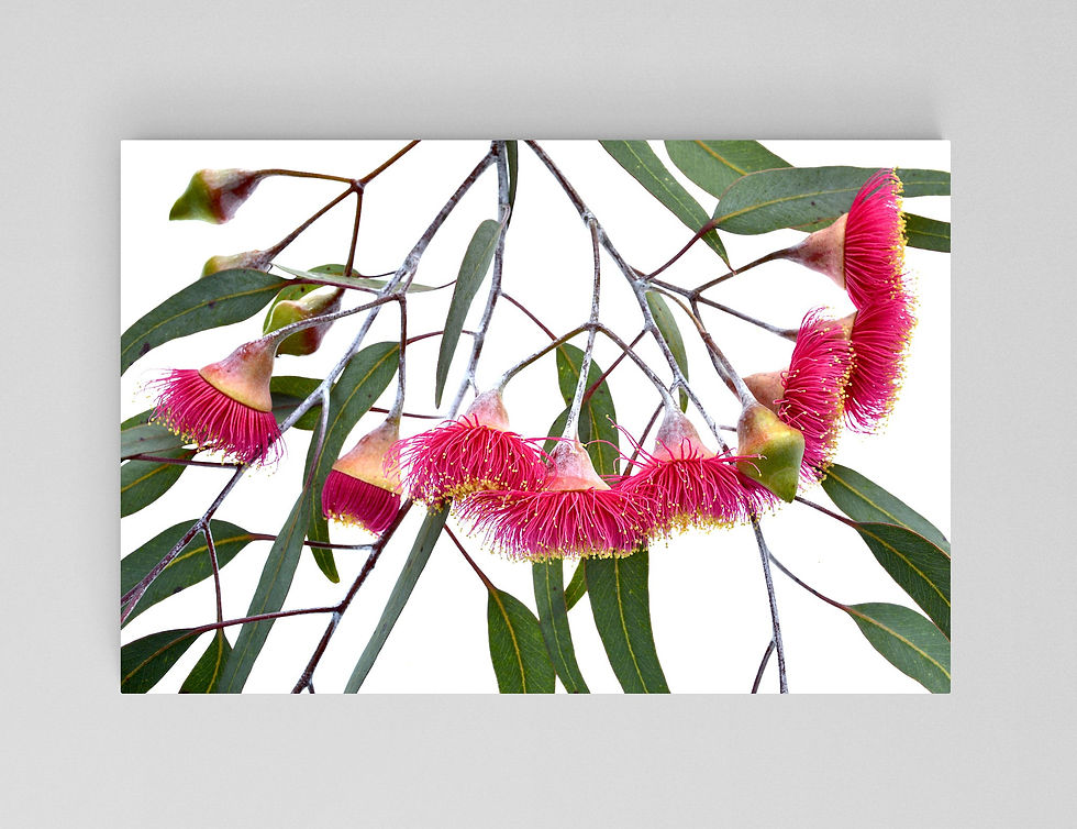 Silver Princess Flowers ~Australian Floral Wall Art ~ Fine Art Photography Print by Nadia Culph