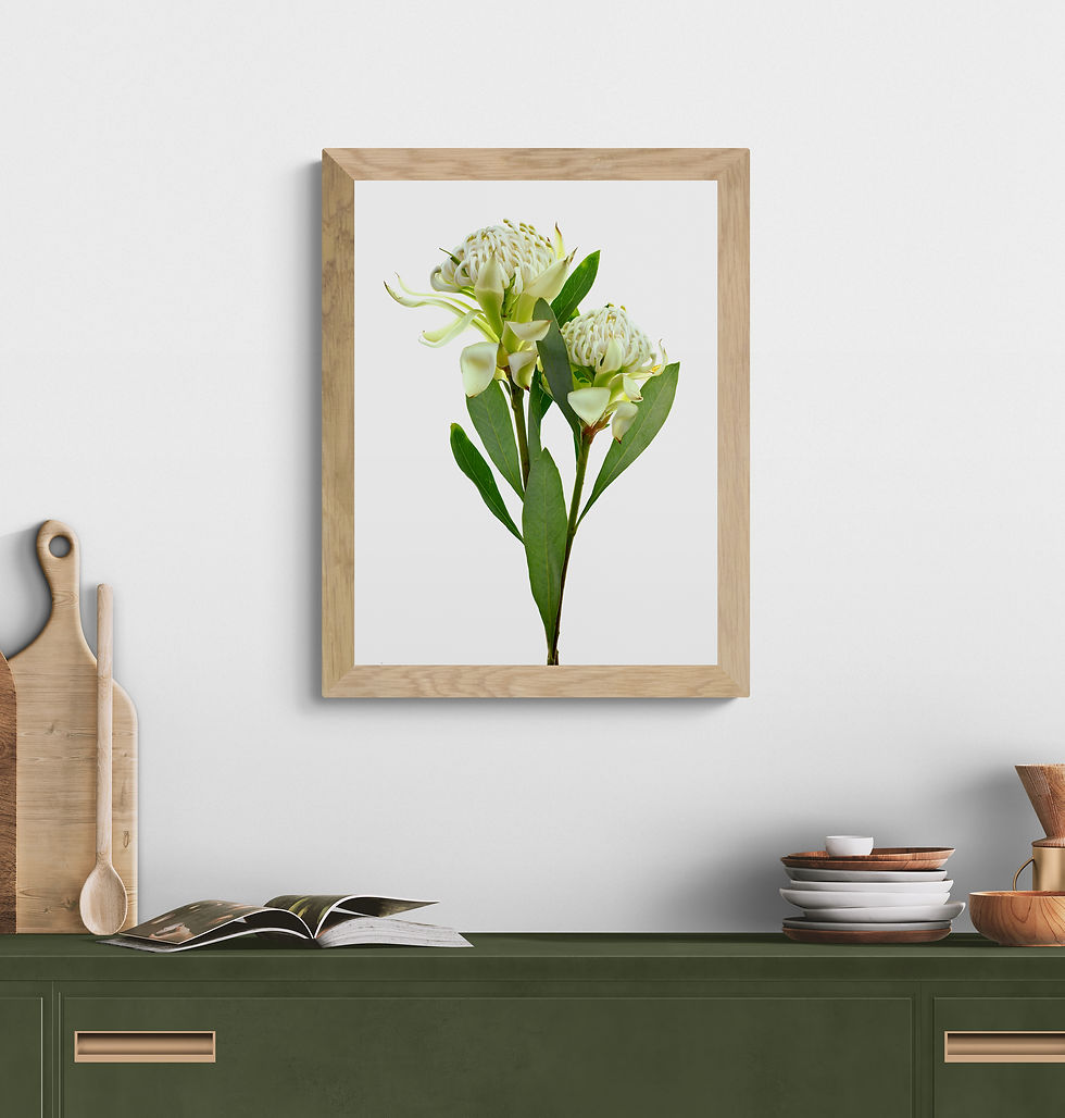 Thumbnail: Downloadable White Waratah flowers print - Printable Australian botanical wall art - Floral digital download - by Nadia Culph