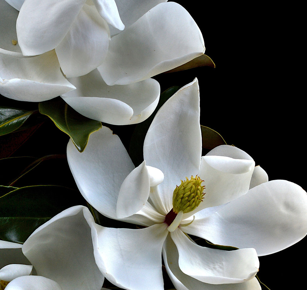 Thumbnail: Three Magnolias - white floral wall art print - flower photography by Nadia Culph