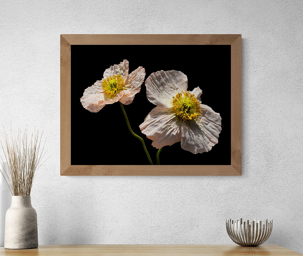 Poppy flowers - Floral wall art - Photography by Nadia Culph