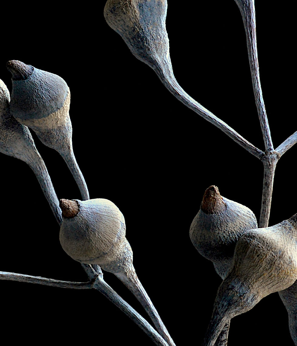 Thumbnail: Dried Silver Princess (Front) ~ Australian Botanical Wall Art ~ Print by Nadia Culph