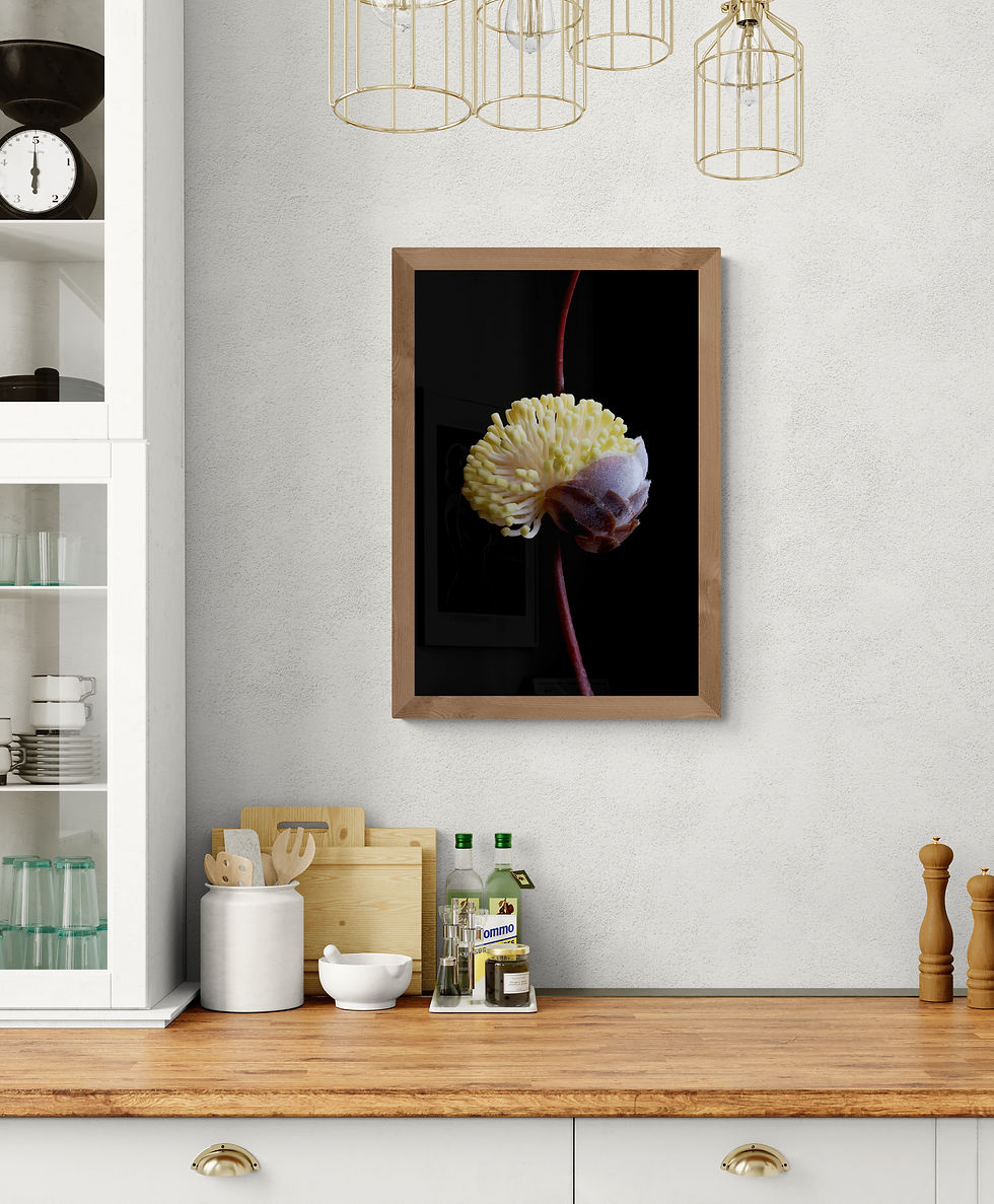 Thumbnail: Hakea Blossoming - Australian botanical wall art - Nature photography print by Nadia Culph