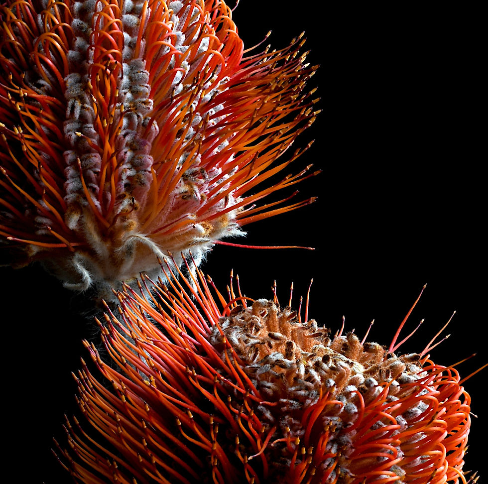 Thumbnail: Red Banksias - Australian botanical wall art - Banksia Coccinea artwork - Photography by Nadia Culph
