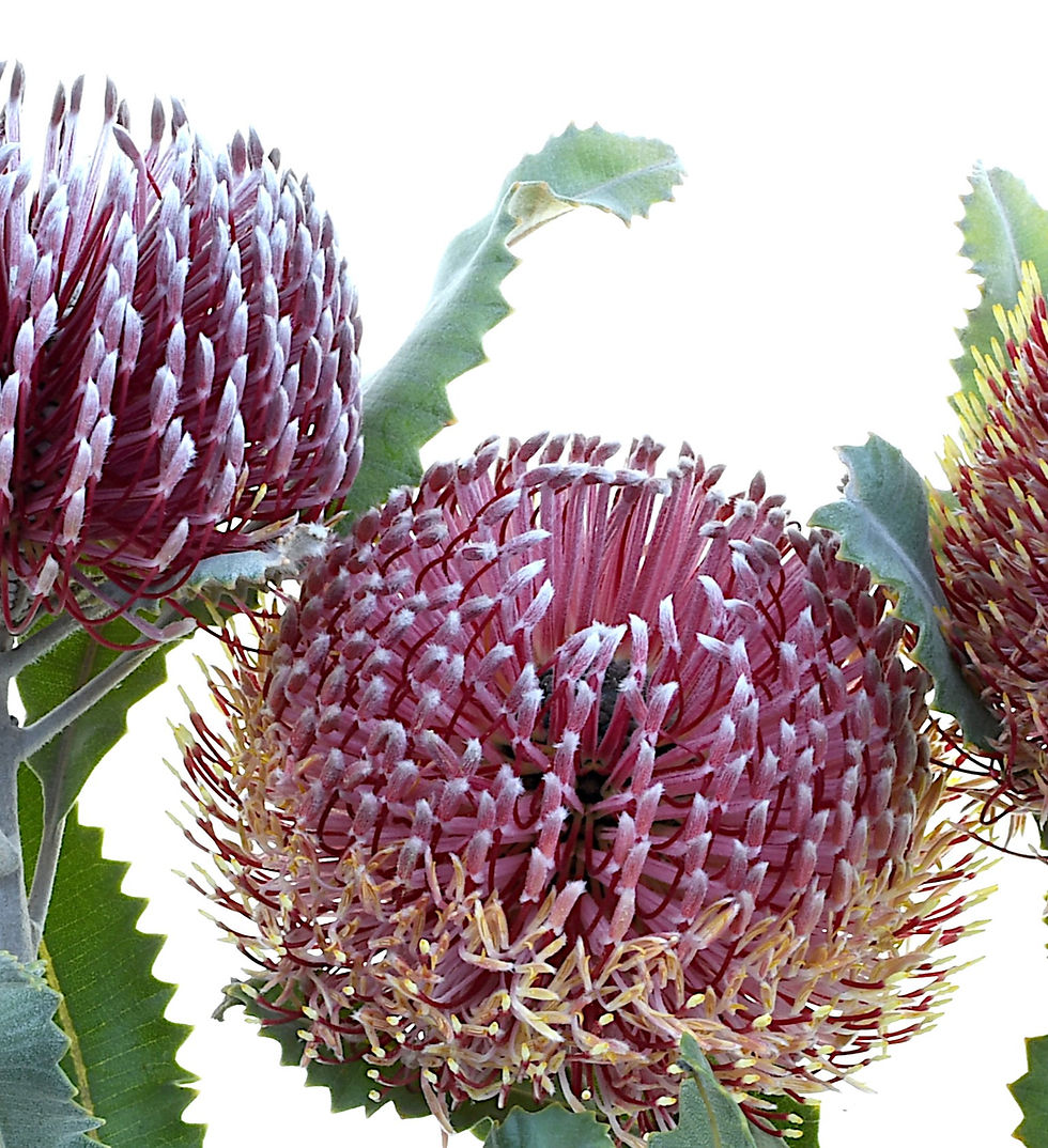 Thumbnail: Four Firewood Banksia print - Australian nature wall art - Flower still life photography by Nadia Culph