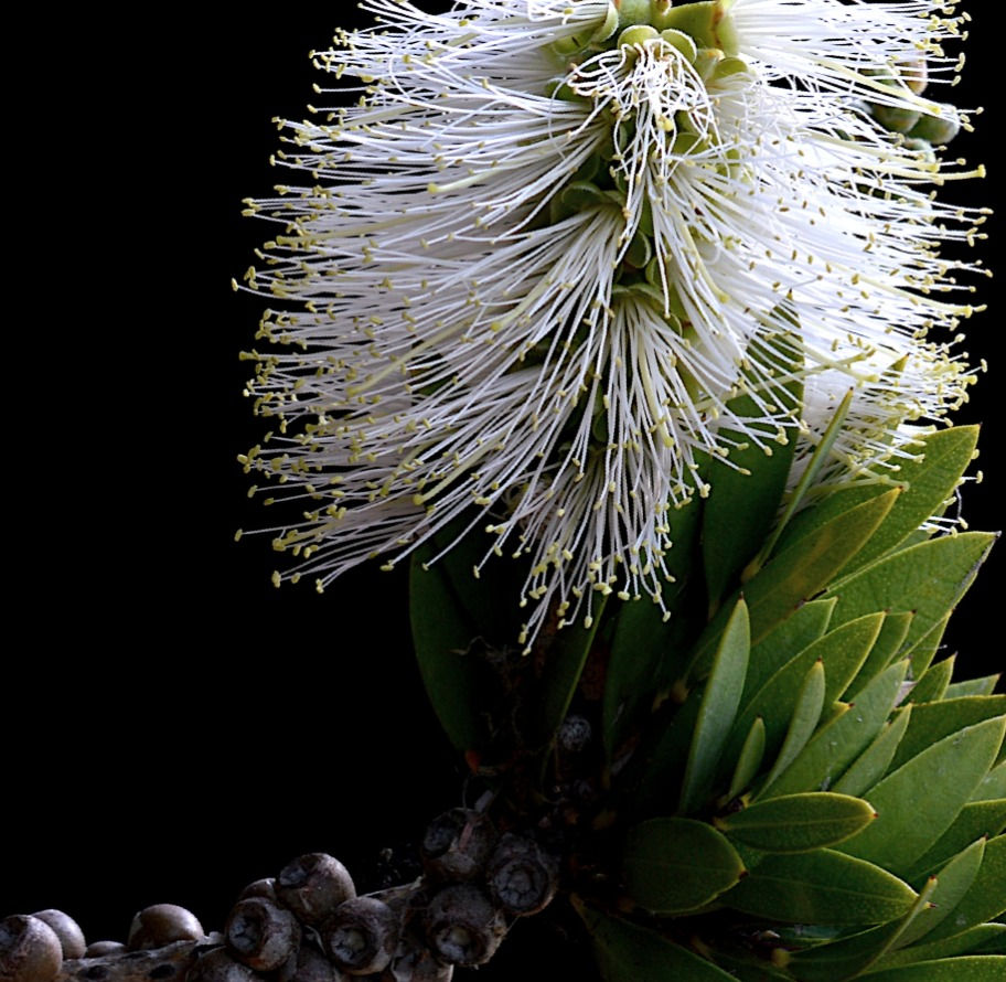 Thumbnail: White Bottlebrush - Australian floral artwork - botanical wall art - photography print by Nadia Culph