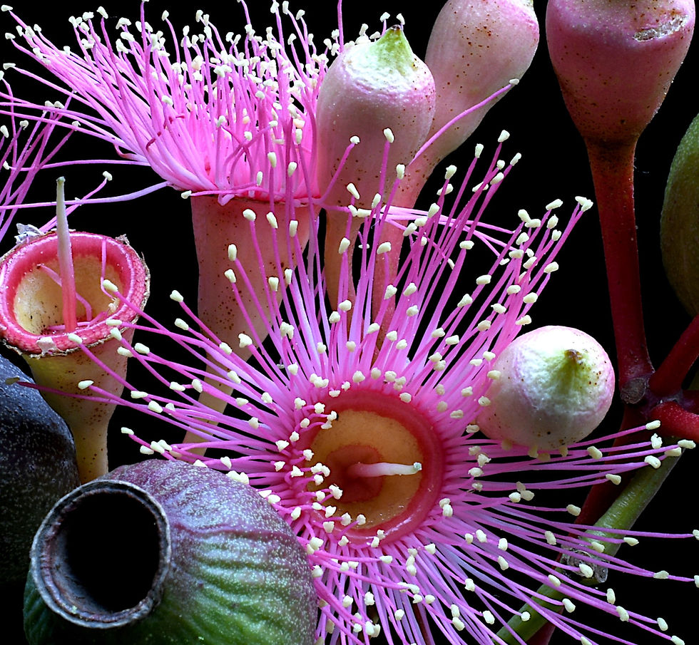 Thumbnail: Gum Nuts and Blossoms print - Australian botanical photography - Dark nature still life by Nadia Culph