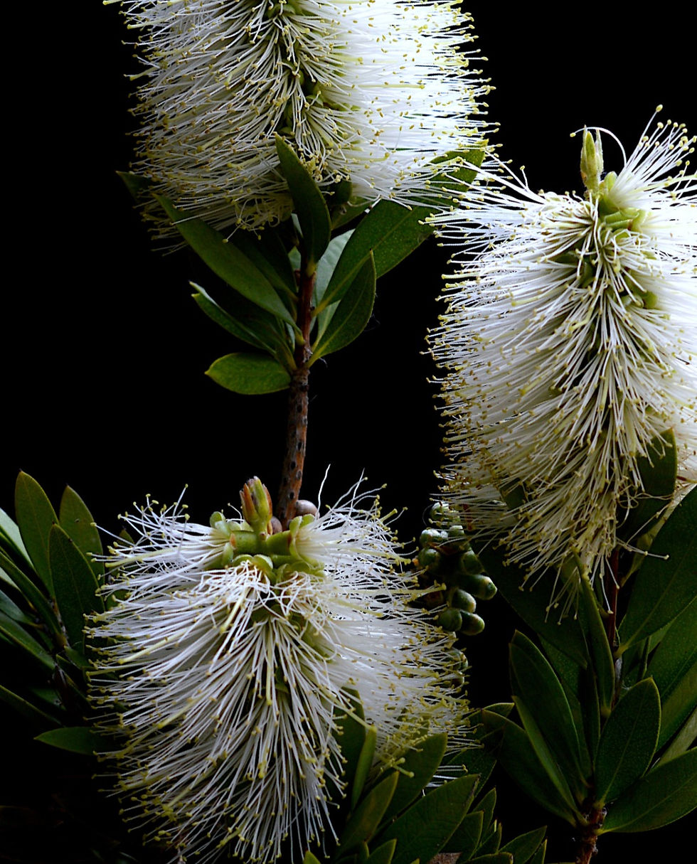 Thumbnail: White Bottlebrushes - Australian floral artwork - botanical wall art - photography print by Nadia Culph