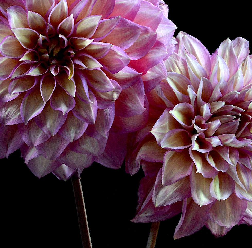 Thumbnail: Dahlia Flowers - Pink floral wall art - still life artwork - photography print by Nadia Culph