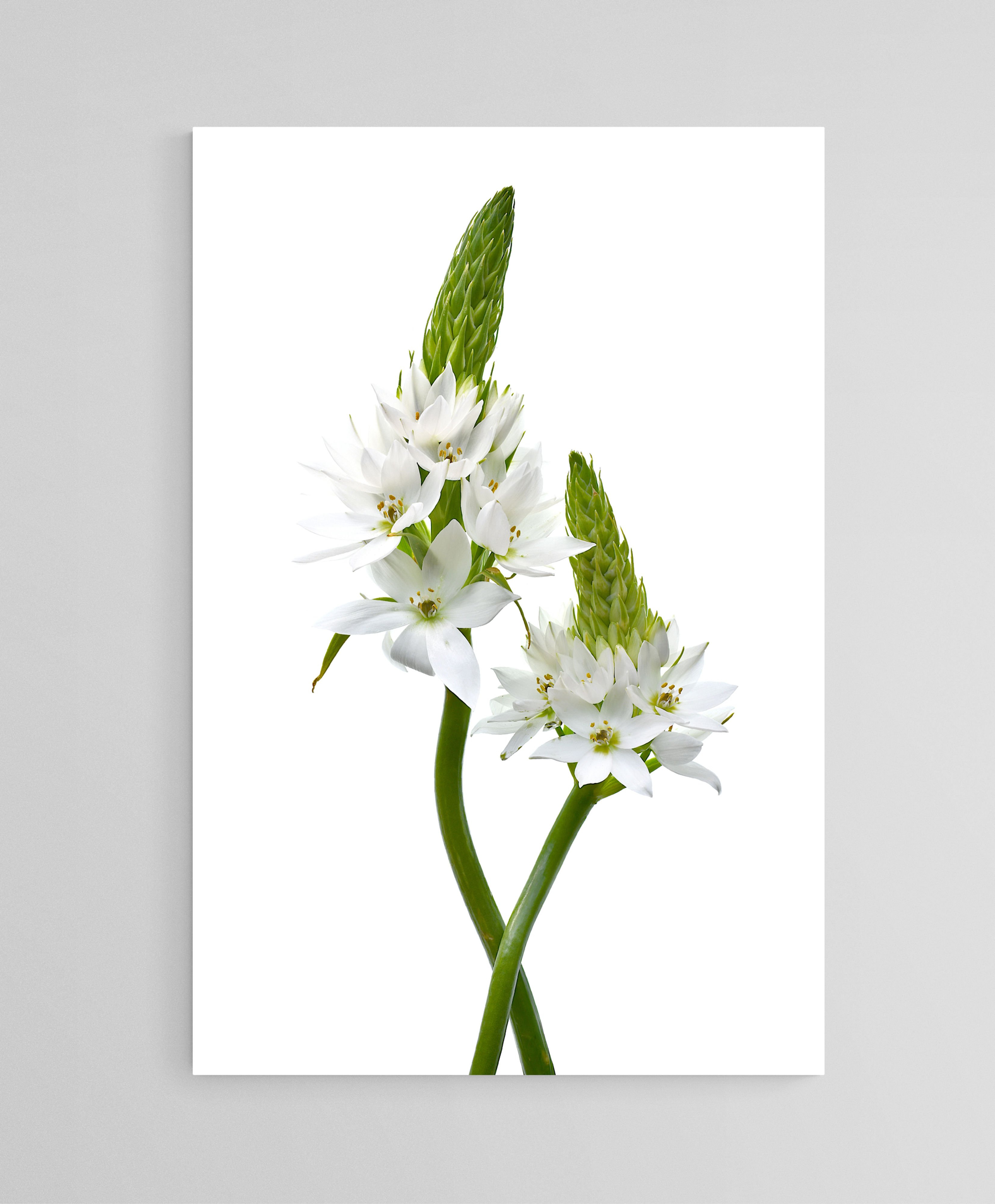Chincherinchee - Printable floral artwork - Still life photography print - Digital download by Nadia Culph