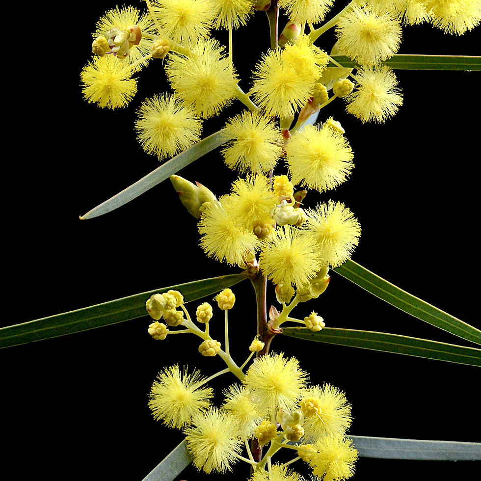 Thumbnail: Wattle ~ Australian Floral Wall Art ~ Photography artwork by Nadia Culph therandomimage.com