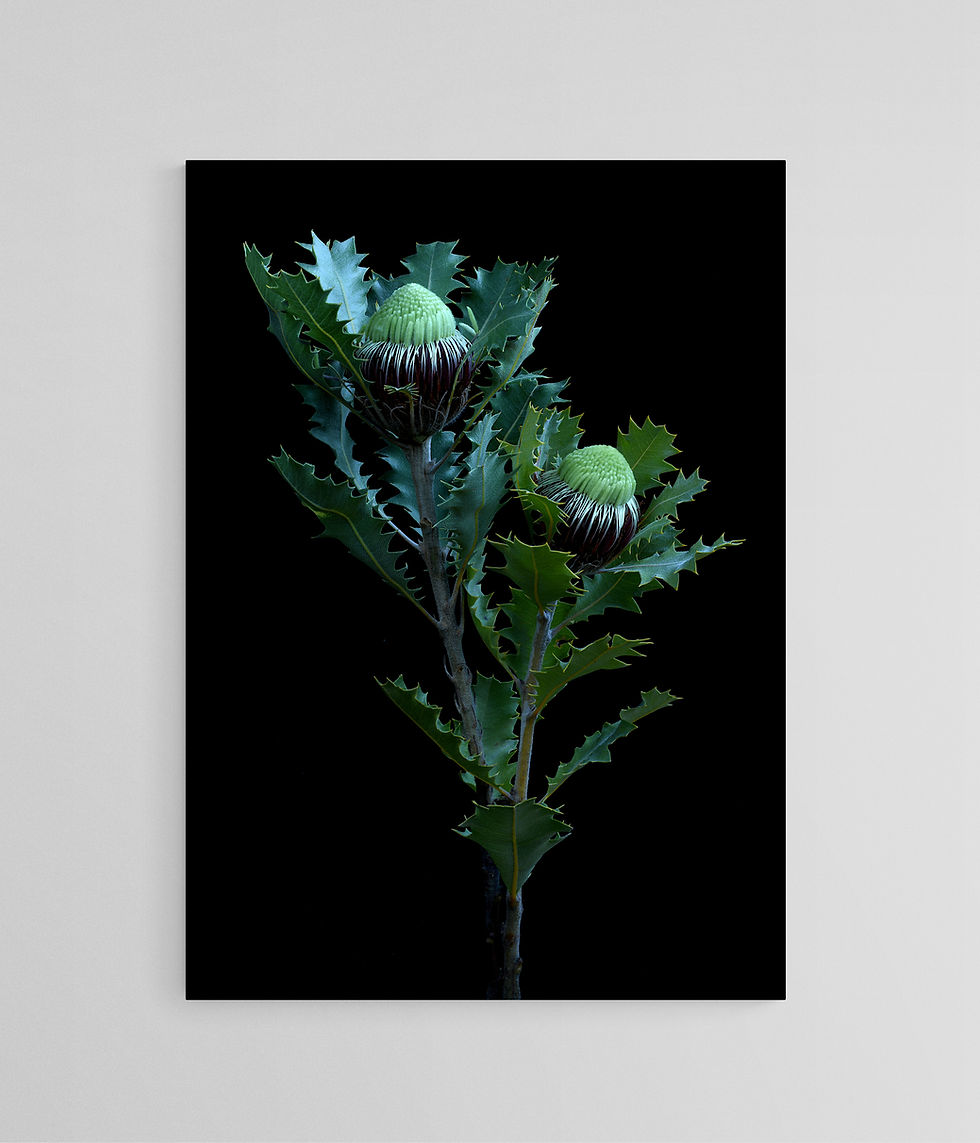 Oak Leaved Dryandra print - Australian nature artwork - Botanical still life - Photography by Nadia Culph