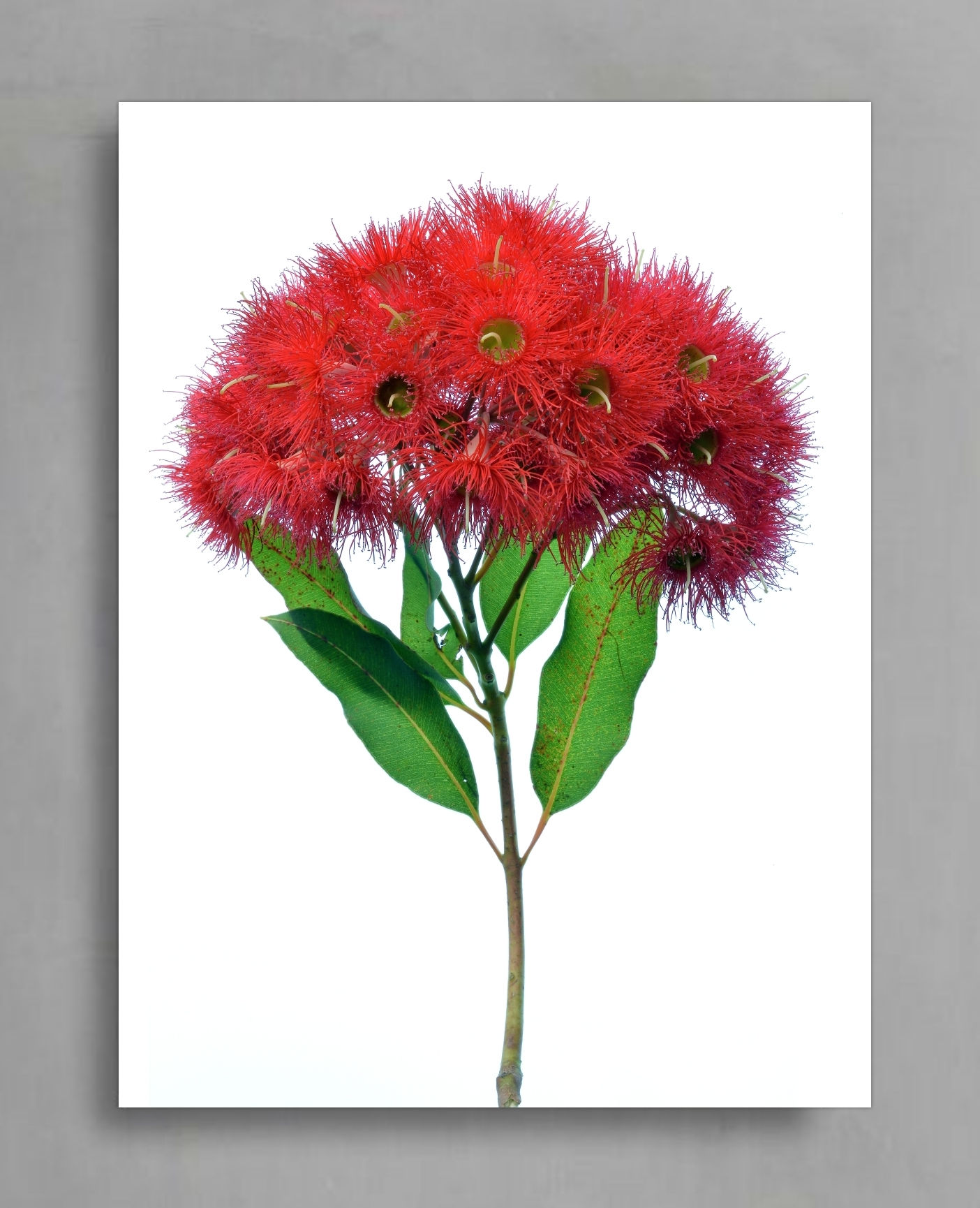 Red Wildfire Blossoms ~ Australian Native Flower Print ~ Fine Art Photography by Nadia Culph